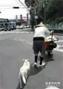 狗狗护送老爷爷过马路，地面超热也慢慢跟着，后来才知道原来是流浪狗！