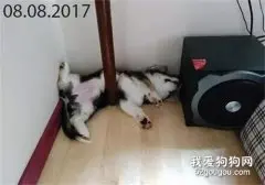 网友吐槽家里的柯基实在是太专一了...