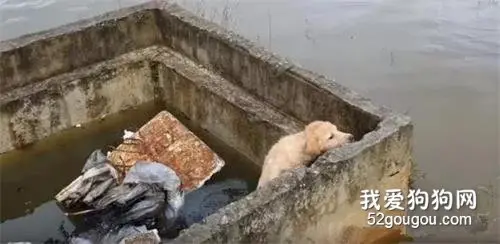 主人将狗狗扔到烘干机里5分钟，竟然还在旁边拍手叫好！