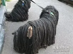 在澳大利亚，遛狗时一定要当心...