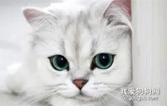 上班族适合养什么猫