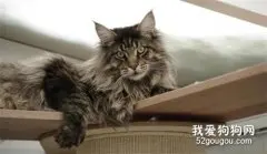 什么猫适合男生养？