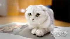 猫为什么不喜欢水？