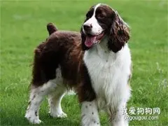 史宾格犬怎么看纯不纯？