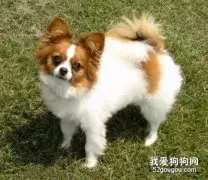 蝴蝶犬怎么看是不是纯？