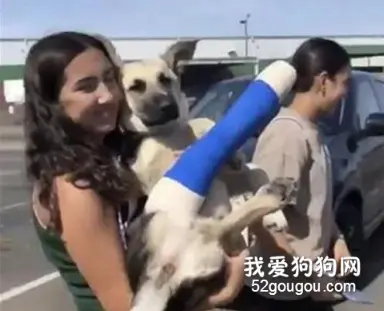 大狗在外面玩不小心崴到脚，女子全程抱着它，好丢脸！