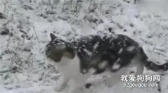零下50度流浪猫带着猫崽拍门求救：拜托拜托，让我们进去暖暖