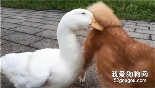 救命呀！这里有只鸭子被狗尾巴卡住了