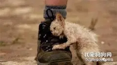 流浪猫主动向人类乞食，却遭到家猫攻击，余生2个月终于能安静了！