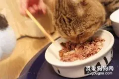 猫罐头怎么选 看这一篇就够了！