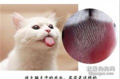 猫舌头的四个秘密 你知道吗？