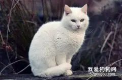 什么品种的猫容易胖?