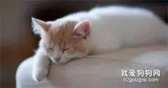 猫中暑的症状和预防方法