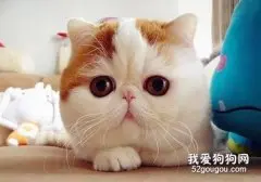 情侣养猫 猫会更喜欢谁