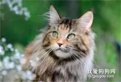 世界上最大的猫 你想养吗?