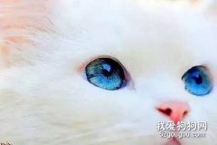猫眼里的世界是什么颜色?