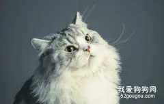 猫的嗅觉灵敏吗 猫的鼻子能闻到的东西远远比想得多