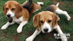 米格鲁犬的性格怎么样?