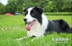 边牧犬怎么挑选?