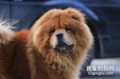 纯种松狮犬性格怎么样?