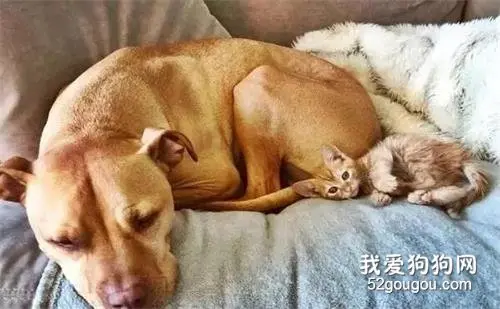 猫痴比特犬想养猫咪，主人竟为它找到同色小喵作伴