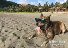 狗子第一次感受到女主人的胎动，它竟然做出这样的反应，笑喷了！