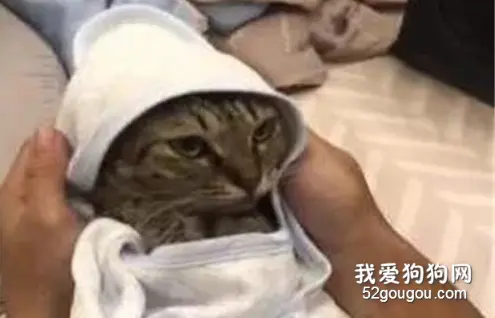 女主快生了，老公为了学习如何包裹小宝宝，拿猫来练习，笑惨！
