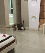 猫咪趁狗狗睡觉偷偷在它脸上放了个臭屁，结果…