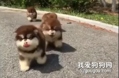 一团圆滚滚向你冲来， 快快准备好接住可爱暴击！