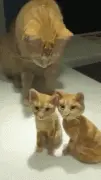 网友花了快9个小时做了2只小橘子羊毛毡，猫看后却是这反应！