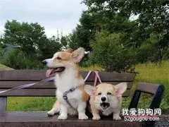 柯基在长椅上休息，突然表情很痛苦，主人仔细一看才发现...