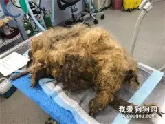 救了只小怪物，等剥掉毛发才发现，原来是个小可爱...