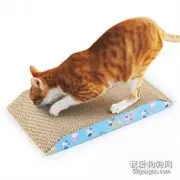 猫玩具有哪些 值得购买的5种玩具