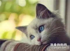 布偶猫常见的五种眼科疾病