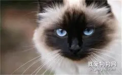 布偶猫和伯曼猫的区别 你知道吗