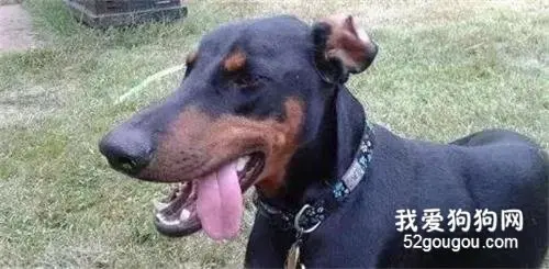 为了救狗被捕入狱，没想到暖心的事情发生了！