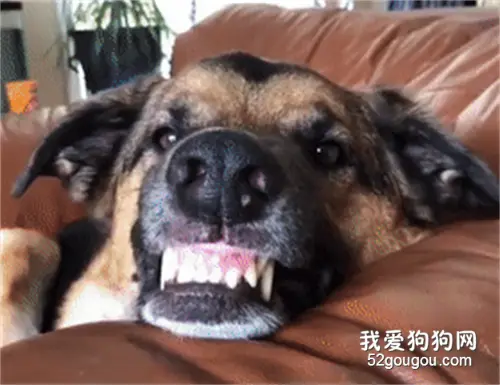 每次网友想给狗子刷牙，它都会这样配合，好让人羡慕！
