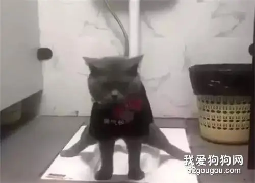 猫咪在卫生间上厕所，姿势跟“劈叉”一样，这猫真是高手