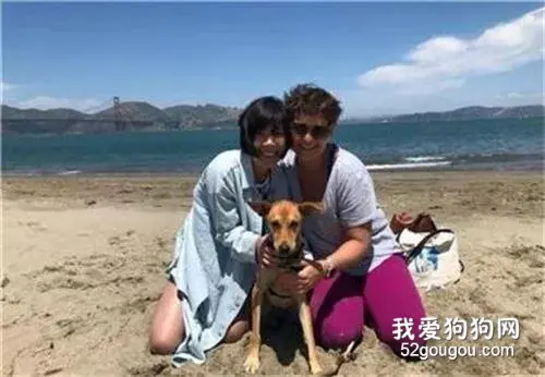 被称为“最聪明狗狗”的红贵宾曾因好动，爱咬东西被弃养
