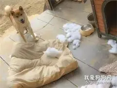 柴柴怒拆新垫子，准备挨训时，它开启了不要脸模式