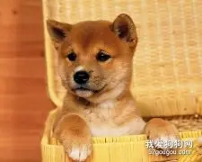 秋田犬怎么养 秋田犬饲养方法