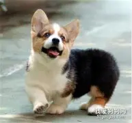 柯基犬怎么养 柯基犬饲养方法