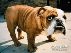 斗牛犬怎么养 斗牛犬饲养方法