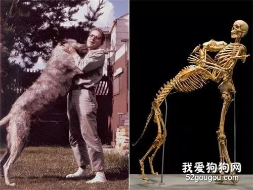 著名人类学家最后的遗愿：如果我的狗狗死去，请让它和我在一起……