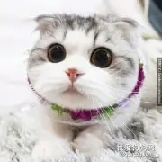 猫咪的叫声都代表什么？