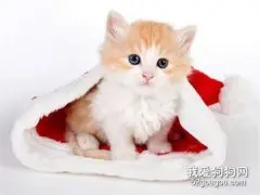 怎么买到健康小猫 要注意挑选哦