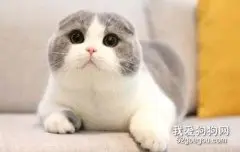 怎么避免买到星期猫？