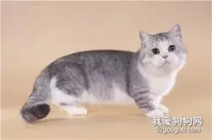 矮脚猫有缺陷吗 你了解矮脚猫吗