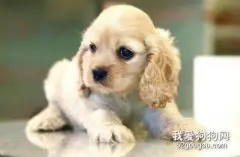 可卡幼犬怎么看品相?