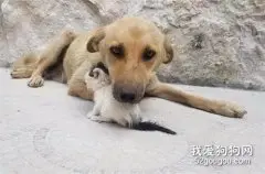 失去小狗的流浪狗妈妈，把小猫当做自己的亲生孩子来照顾……